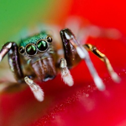 New Macro Lens Testing